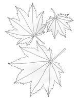 Acer japonicum-Full Moon Maple Acer japonicum-Full Moon Maple